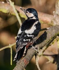 Attēlu rezultāti vaicājumam “Dendrocopos major female”