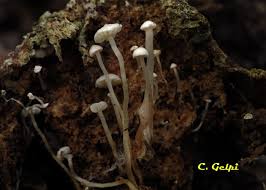 Attēlu rezultāti vaicājumam “Collybia cirrhata”