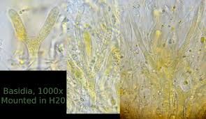 Attēlu rezultāti vaicājumam “Dacrymyces chrysospermus spores”