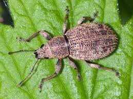 Attēlu rezultāti vaicājumam “Magdalis sp.”