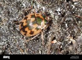 Attēlu rezultāti vaicājumam “Omophron limbatum”