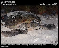 Image result for Chelonia mydas