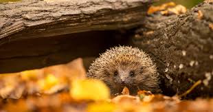 Image result for Igel