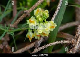 Attēlu rezultāti vaicājumam “Linaria vulgaris fruit”