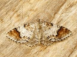 Attēlu rezultāti vaicājumam “Venusia blomeri”