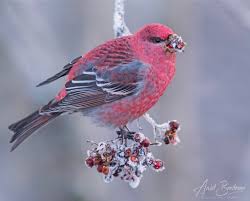 Image result for Pinicola enucleator