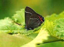 Attēlu rezultāti vaicājumam “Satyrium w-album”