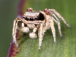 Attēlu rezultāti vaicājumam “Salticidae”