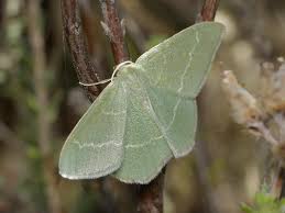 Attēlu rezultāti vaicājumam “Chlorissa viridata”