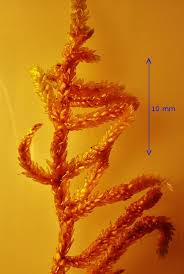 Attēlu rezultāti vaicājumam “Scorpidium scorpioides”