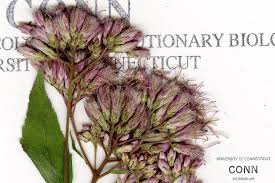 Attēlu rezultāti vaicājumam “Cnidium dubium leaf”