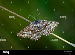 Attēlu rezultāti vaicājumam “Ematurga atomaria”
