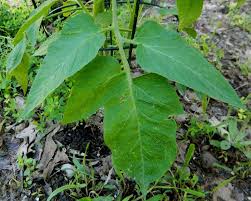Attēlu rezultāti vaicājumam “Solanum tuberosum leaf”