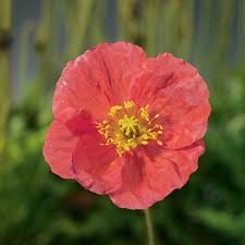 Image result for Papaver nudicaule