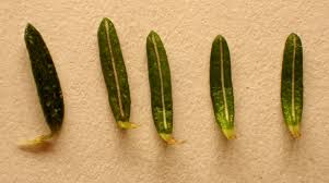 Attēlu rezultāti vaicājumam “Empetrum nigrum leaf”