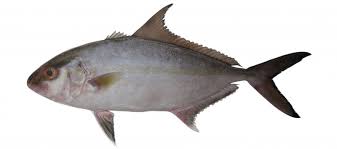 Image result for Seriola rivoliana