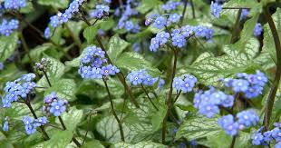Attēlu rezultāti vaicājumam “Brunnera macrophylla flower”