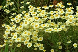 Attēlu rezultāti vaicājumam “Anthemis tinctoria flower”