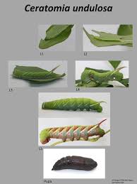 Attēlu rezultāti vaicājumam “Sphinx pinastri larva”