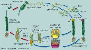 Attēlu rezultāti vaicājumam “Lophozia badensis sporophyte”