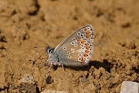 Attēlu rezultāti vaicājumam “Aricia artaxerxes  underside”