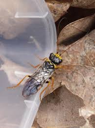 Attēlu rezultāti vaicājumam “Acantholyda posticalis”