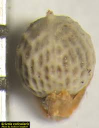 Attēlu rezultāti vaicājumam “Reticularia sp.”