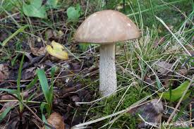 Attēlu rezultāti vaicājumam “Leccinum scabrum”