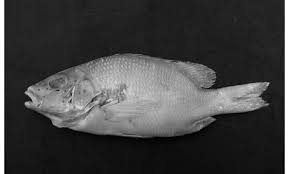 Image result for Lutjanus alexandrei