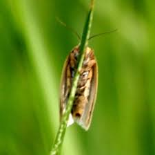 Attēlu rezultāti vaicājumam “Aphelia paleana”