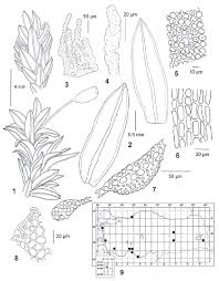 Attēlu rezultāti vaicājumam “Cinclidotus danubicus cells”