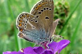 Attēlu rezultāti vaicājumam “Eumedonia eumedon”