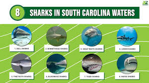 Image result for South Axholme Sharks Asc