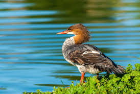 Attēlu rezultāti vaicājumam “Mergus merganser female”