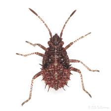 Attēlu rezultāti vaicājumam “Rhopalus maculatus”