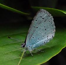 Attēlu rezultāti vaicājumam “Celastrina argiolus underside”