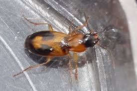 Attēlu rezultāti vaicājumam “Badister bullatus”