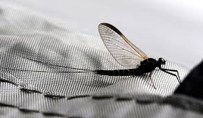 Attēlu rezultāti vaicājumam “Siphlonurus male”