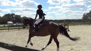 Image result for Fisher Equestrian
