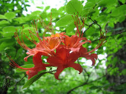 Attēlu rezultāti vaicājumam “Rhododendron calendulaceum flower”