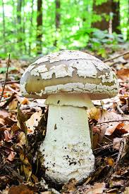 Attēlu rezultāti vaicājumam “Amanita excelsa”