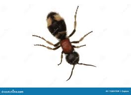 Attēlu rezultāti vaicājumam “Mutilla europaea”