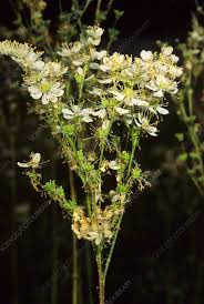Attēlu rezultāti vaicājumam “Filipendula vulgaris flower”