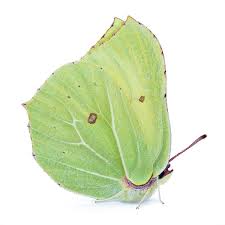 Attēlu rezultāti vaicājumam “Gonepteryx rhamni male”