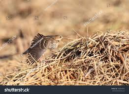 Image result for Anthus gustavi