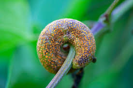 Attēlu rezultāti vaicājumam “Puccinia coronata”