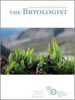 Attēlu rezultāti vaicājumam “Blepharostoma trichophyllum sporophyte”