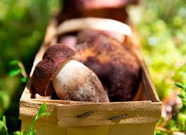 Attēlu rezultāti vaicājumam “Boletus pinophilus”