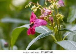 Attēlu rezultāti vaicājumam “Impatiens glandulifera flower”