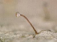 Attēlu rezultāti vaicājumam “Sclerophora pallida”